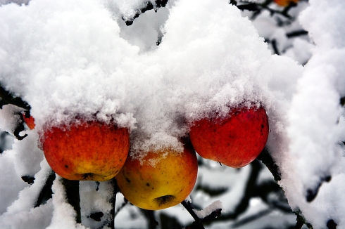 Winter apple by Justin LaBerge found on Flickr